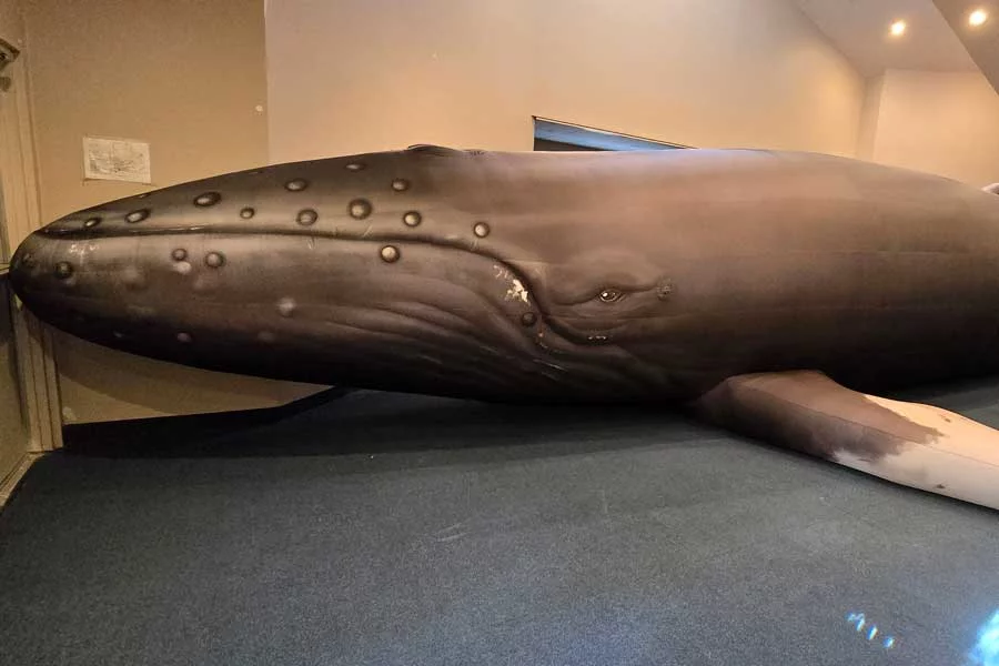 Fully inflate whale