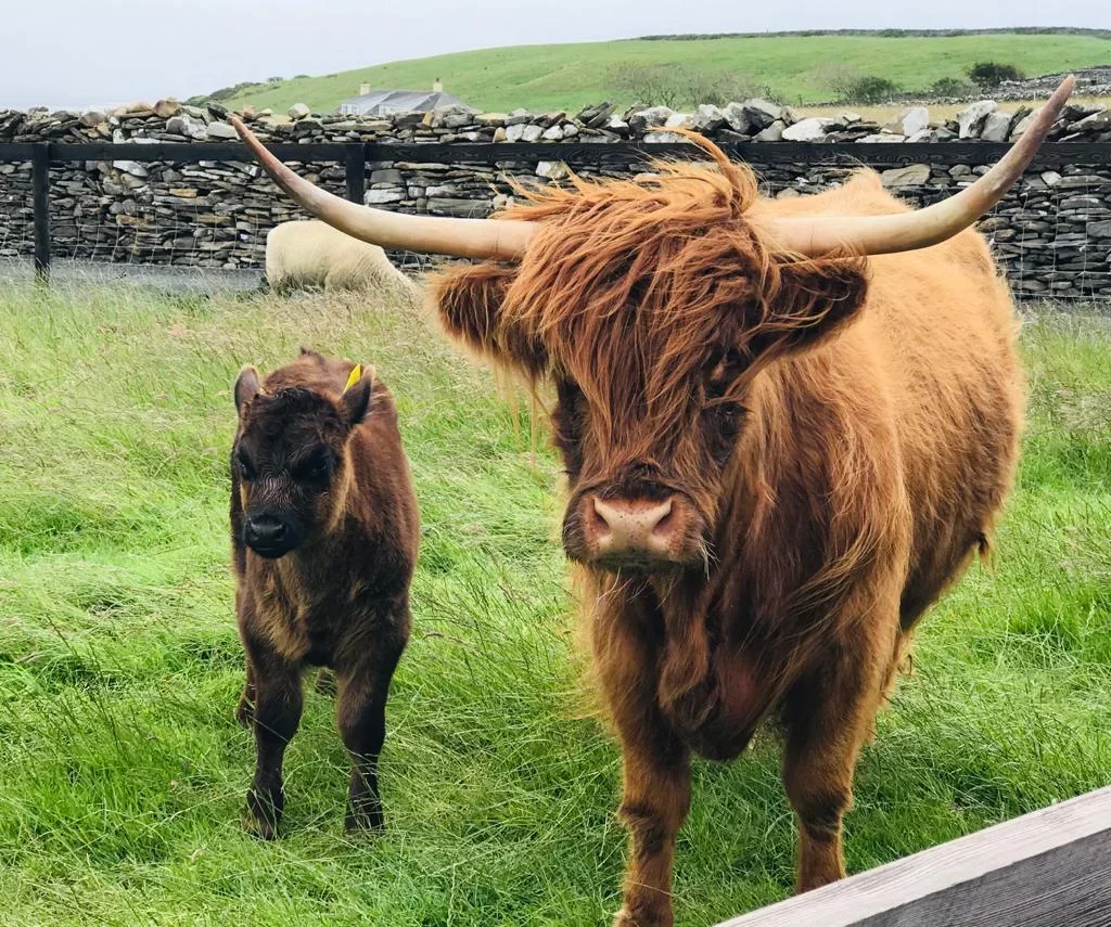 Moher Hill Open Farm