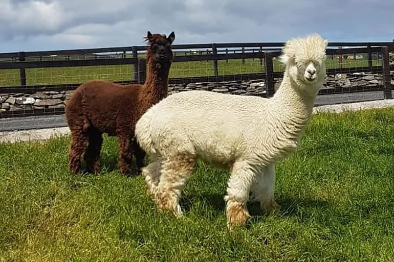 Moher Hill Open Farm & Leisure Park