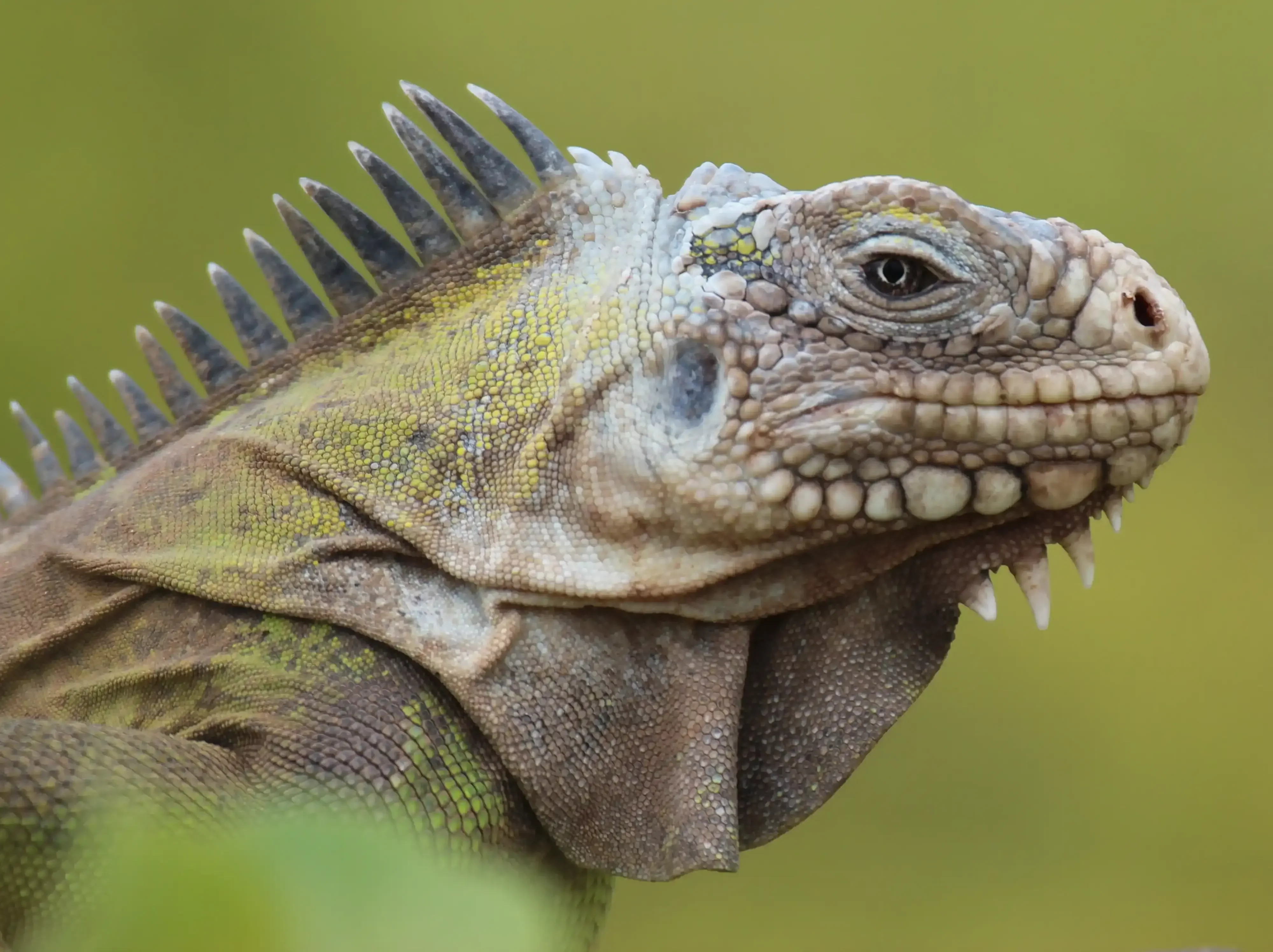 Photo montrant l'anatomie d'une création en mosaïque