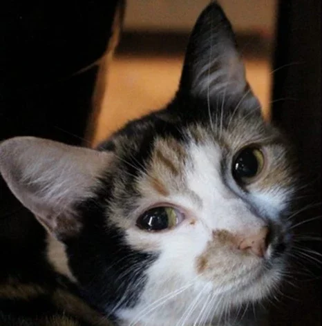Cat smiling at the viewer. The beautiful cat has many different colours and have such pretty green and yellow eyes. They look through your soul, straight through your heart.