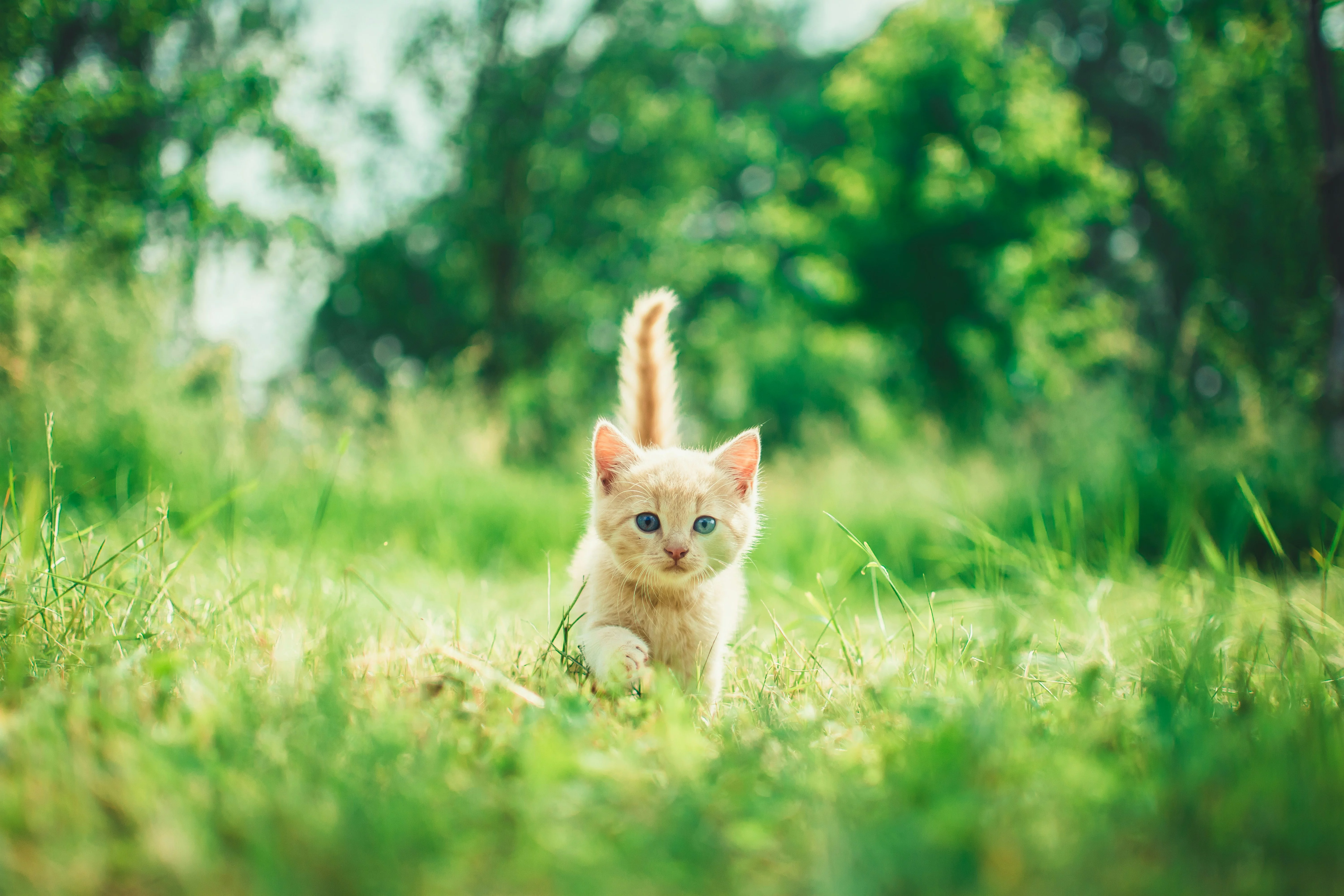A small ginger kitty running on grass towards the viewer. The cat has its tail in the air and has clear blue eyes.