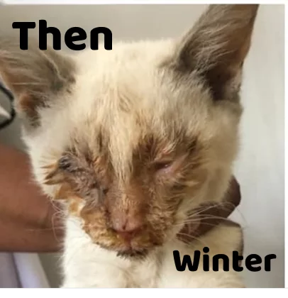 Cat rescue before