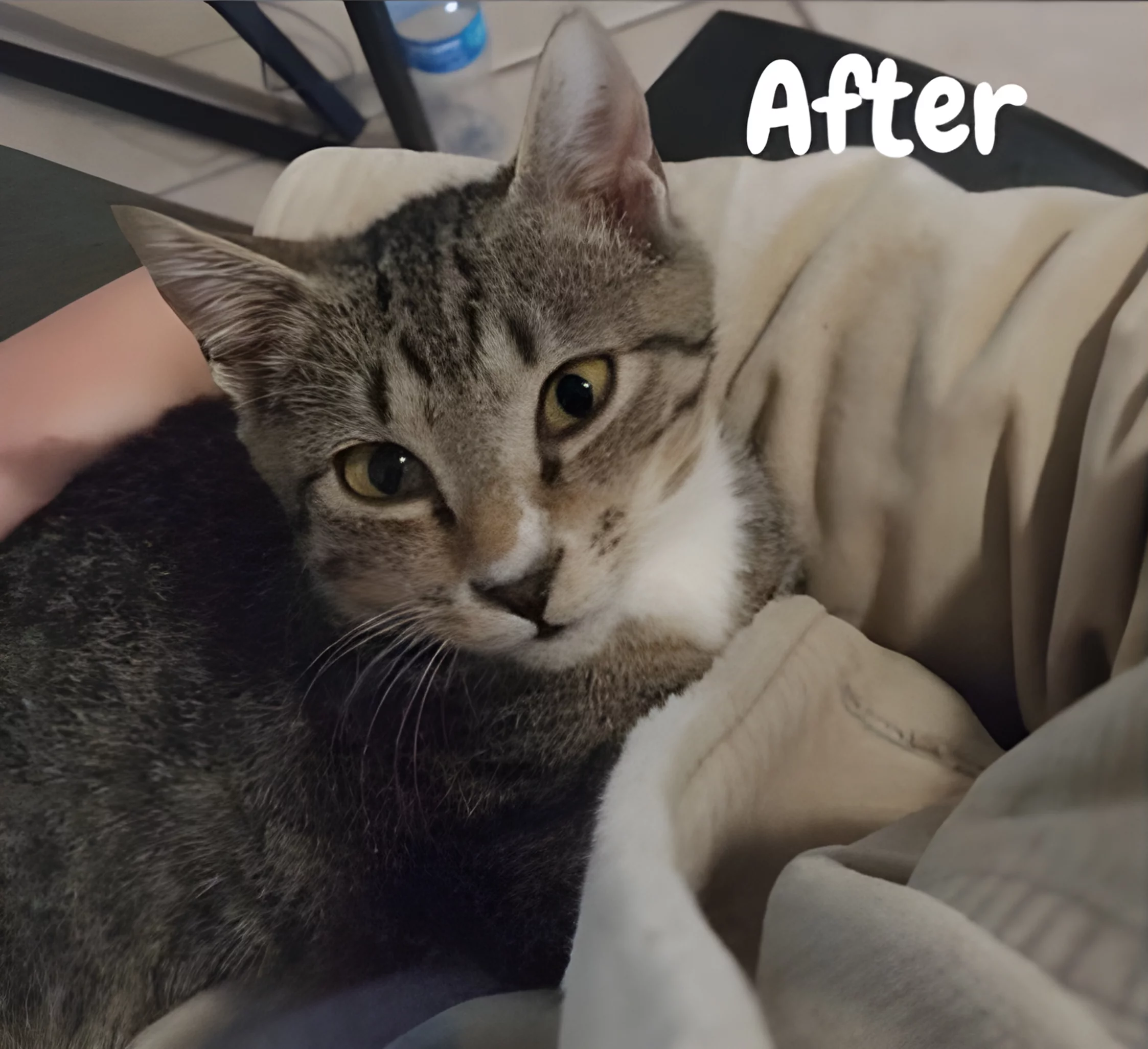 Cat rescue after