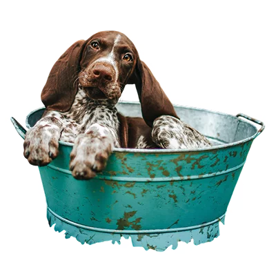 Image of a basset hound in a teal sink bath. The dog is still a puppy and looks adorable! This image works perfectly to convey the message of proper pet grooming. This organisation's logo has a basset hound on it that is why the designer of the website added a basset hound image to this section to cultivate the company's image.