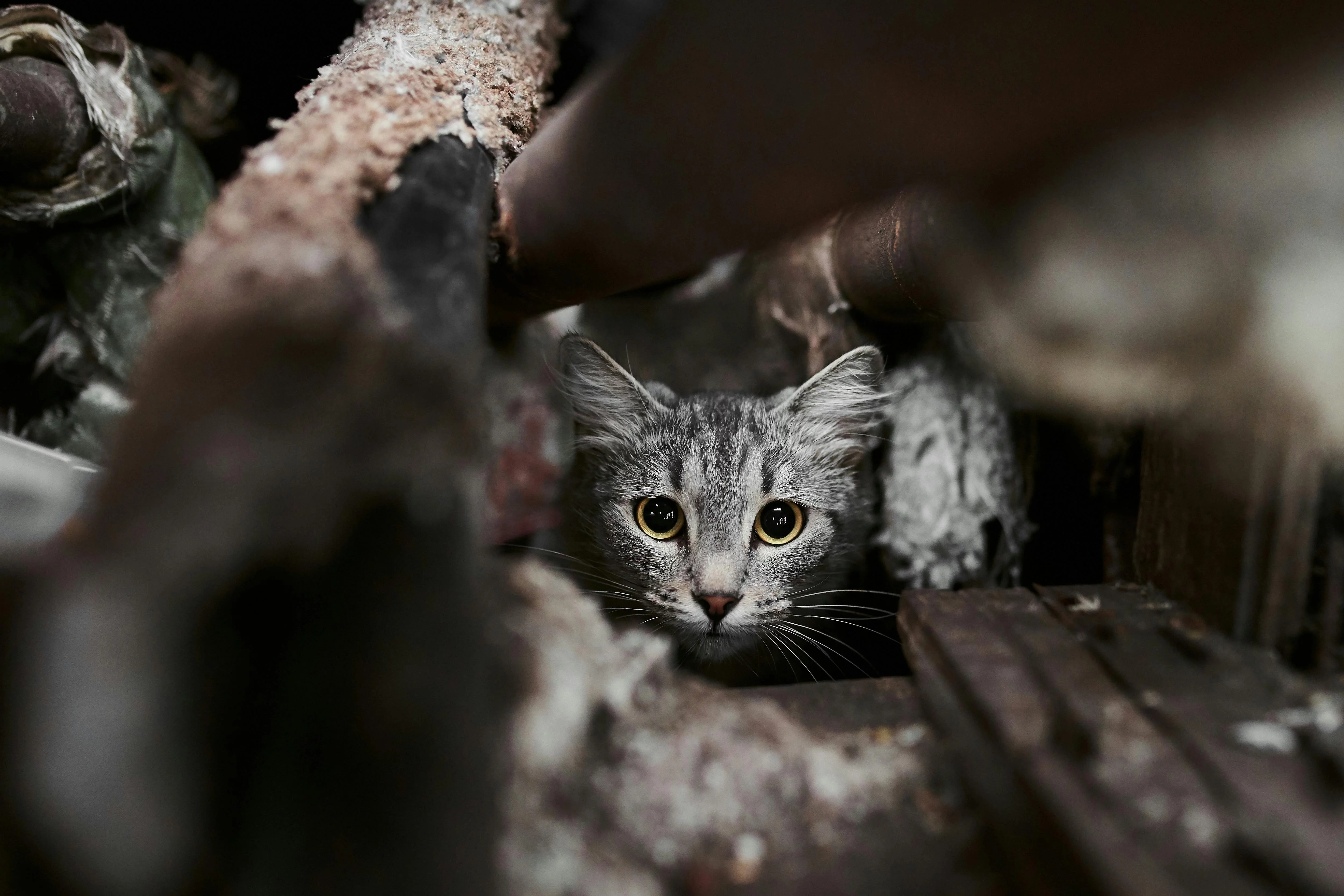 Cat starring at the viewer through wooden planks. The cats big dilated yellow eyes and semi smile makes you fall in love with it.
