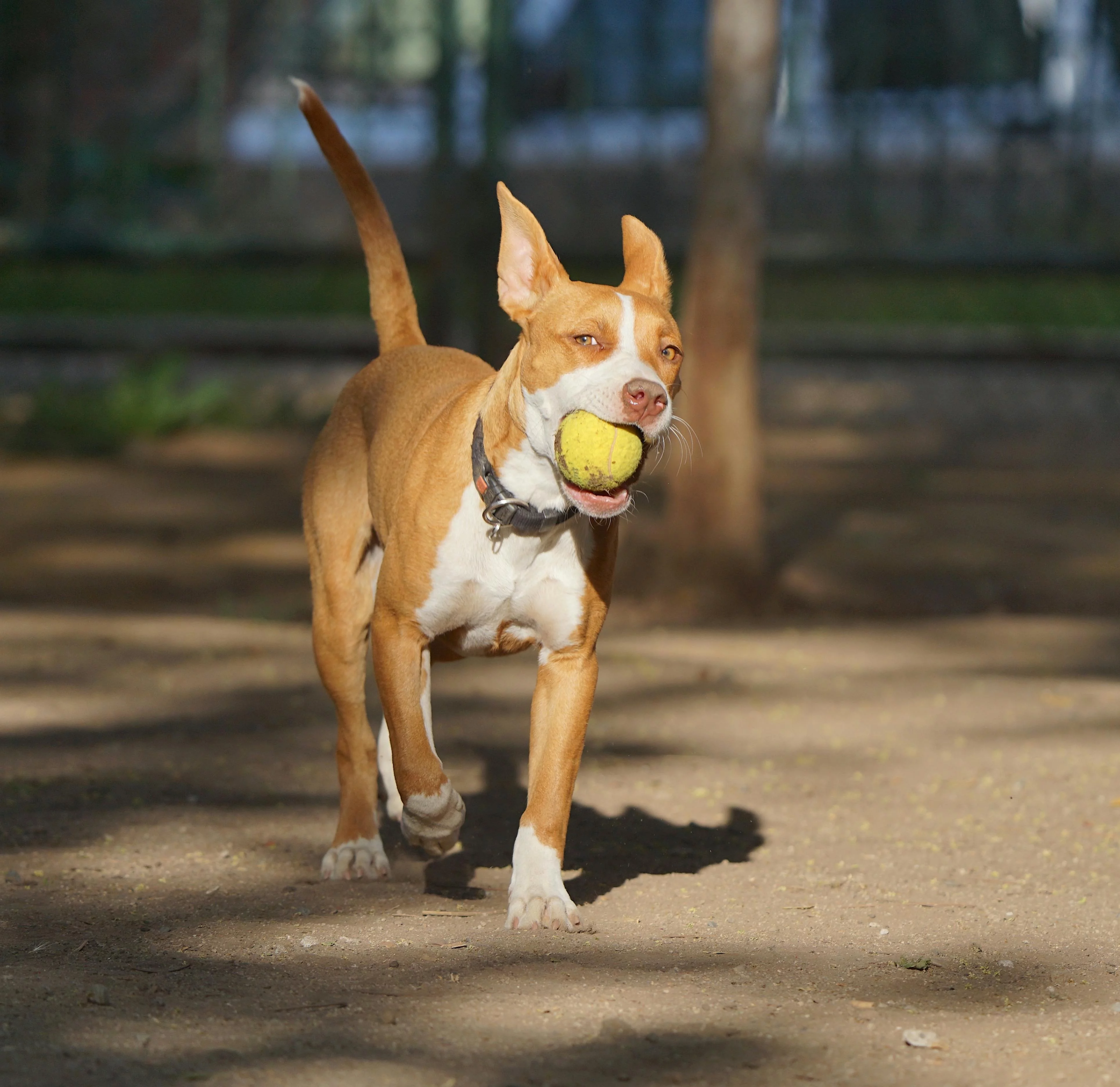 A strong male dog playing fetch with his owner. The dog is brown with a white belly. The dog is really enjoying himself and is waving his tail.