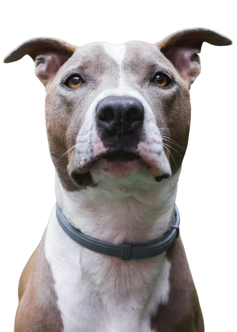 Image of a sad pitbull terrier looking at the spectator. The dog has a flea collar on.