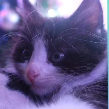 An image of the pet described in the card.