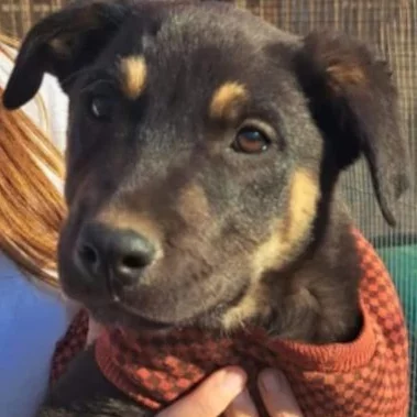 An image of the pet described in the card.