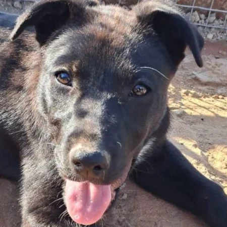 An image of the pet described in the card.