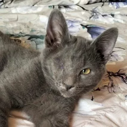 An image of the pet described in the card.