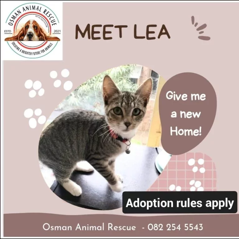 An image of the pet described in the card.