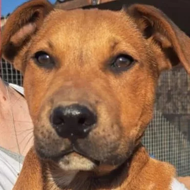 An image of the pet described in the card.