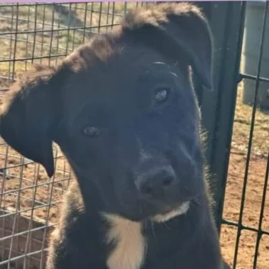 An image of the pet described in the card.