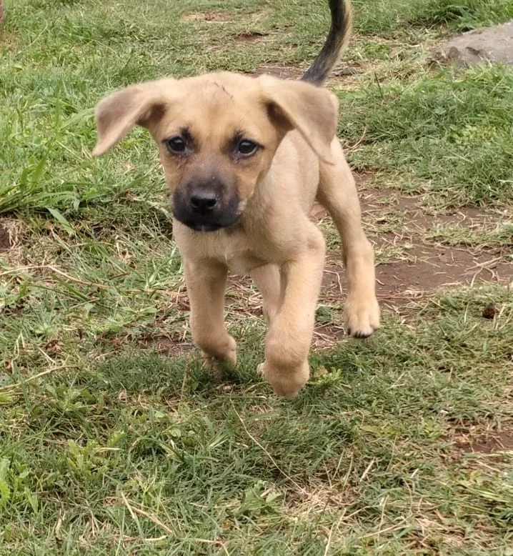 An image of the pet described in the card.