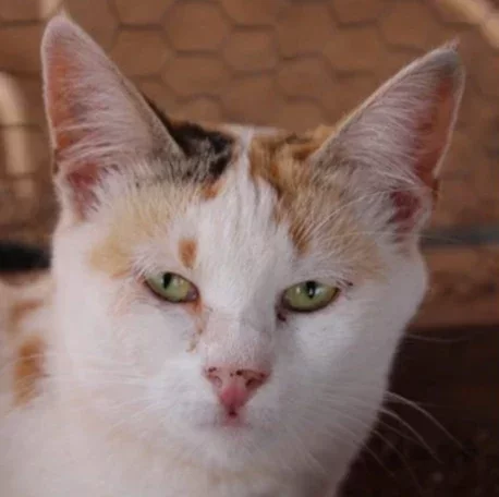 An image of the pet described in the card.