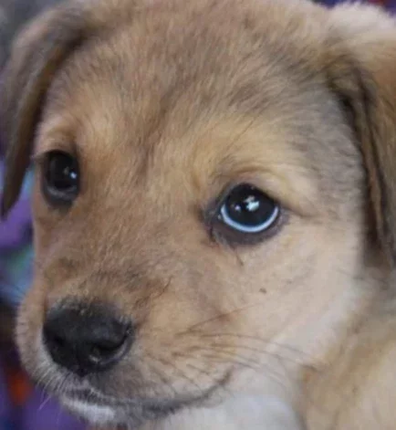 An image of the pet described in the card.