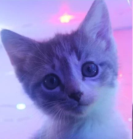 An image of the pet described in the card.