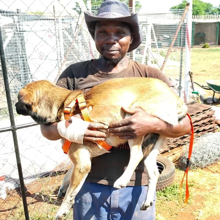 Images of the team members described in each card. You can see their faces and they are holding a pet from the shelter. Only Jade does not have her image on the website and the information card has an information icon as it's placeholder image.