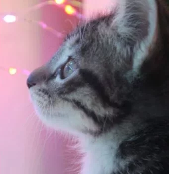 An image of the pet described in the card.