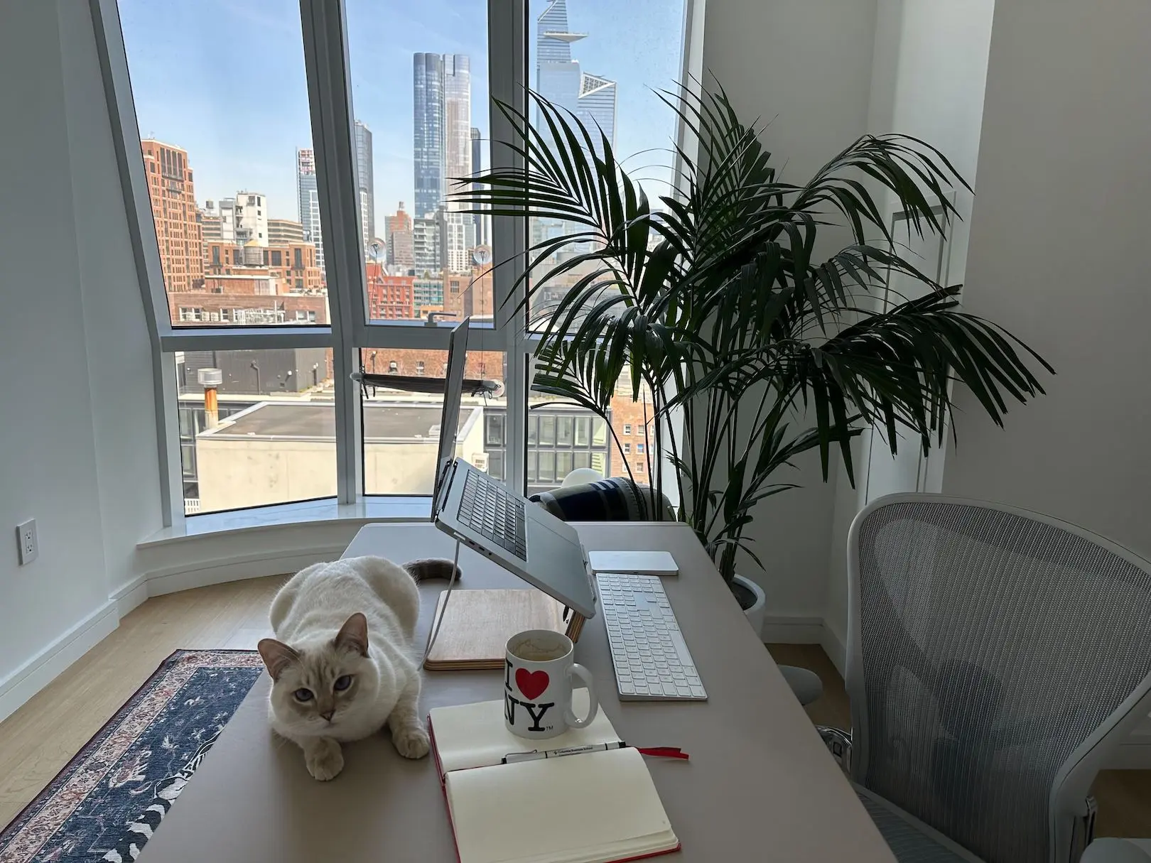 Ilma's wfh setup includes a laptop, apple keyboard, apple trackpad and her cat! There's a hammock for the cat on the window too.